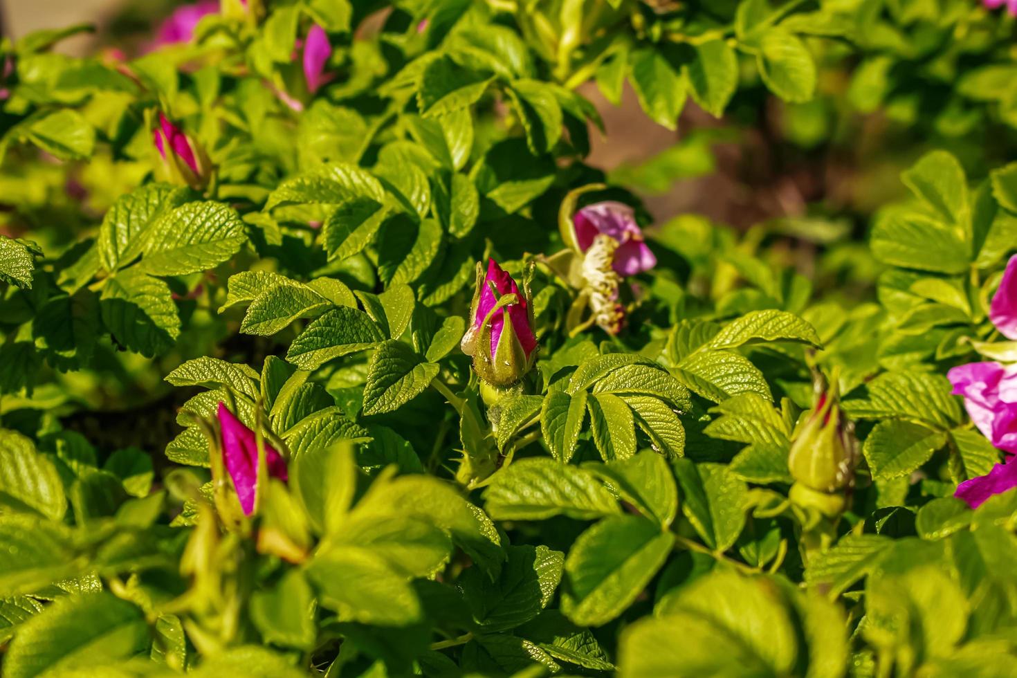 Large bright flowers and buds of the May wild rose on a bush photo