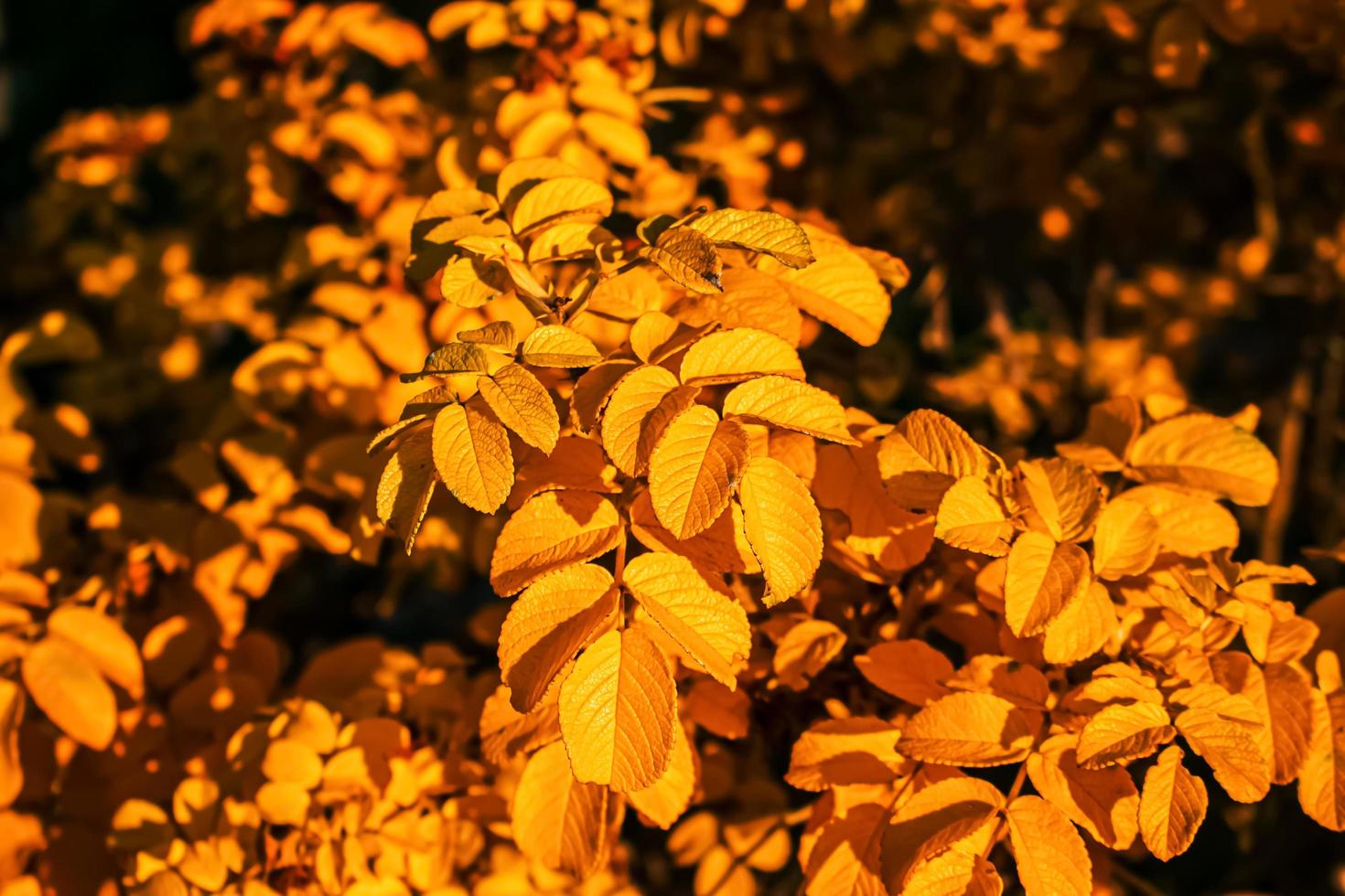 Yellow leaves of the May rosehip in December. Natural background. photo