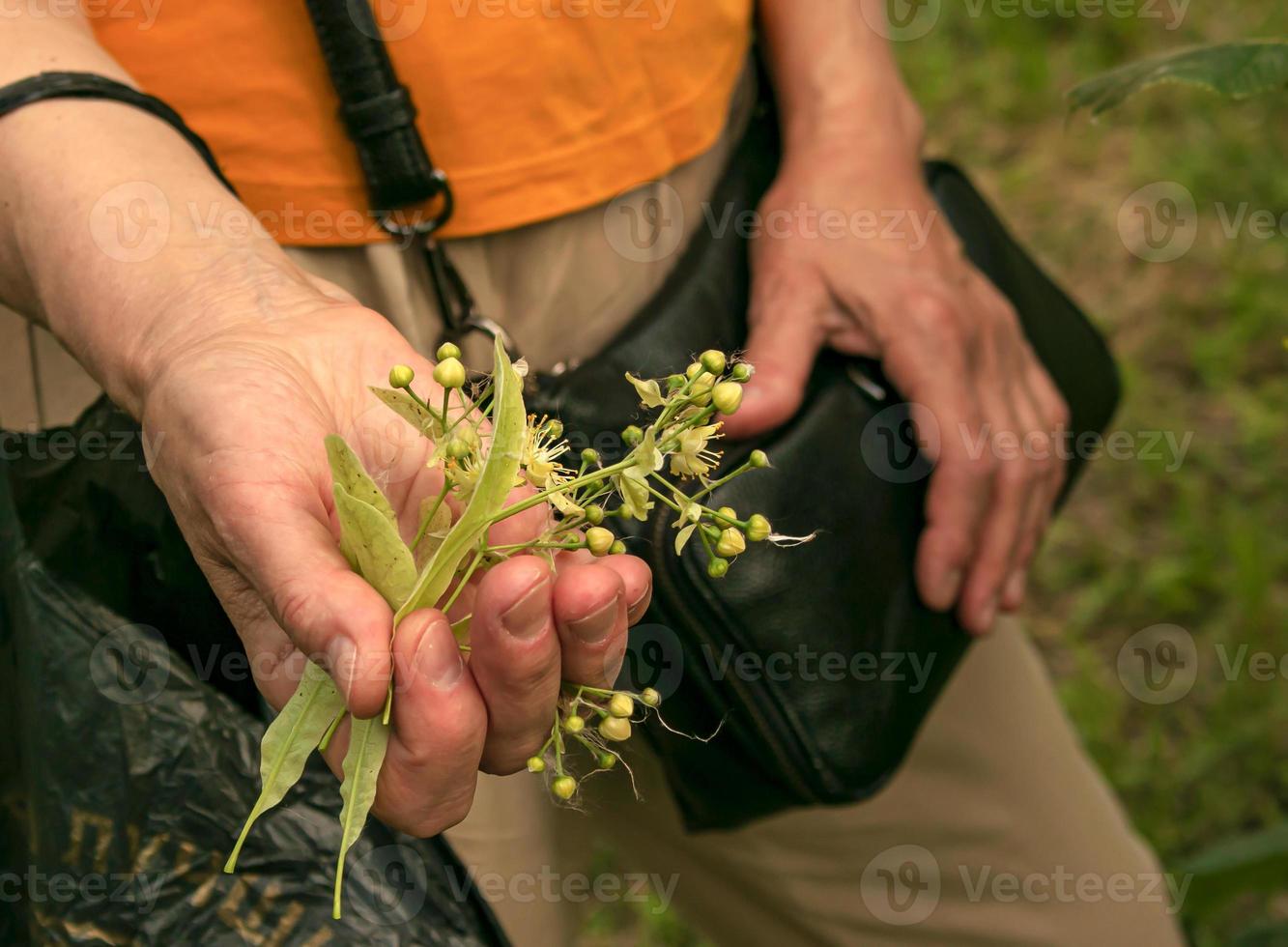 Hands of an aged woman with a handful of healing linden flowers. Collect beautiful linden flowers on a bright spring day photo