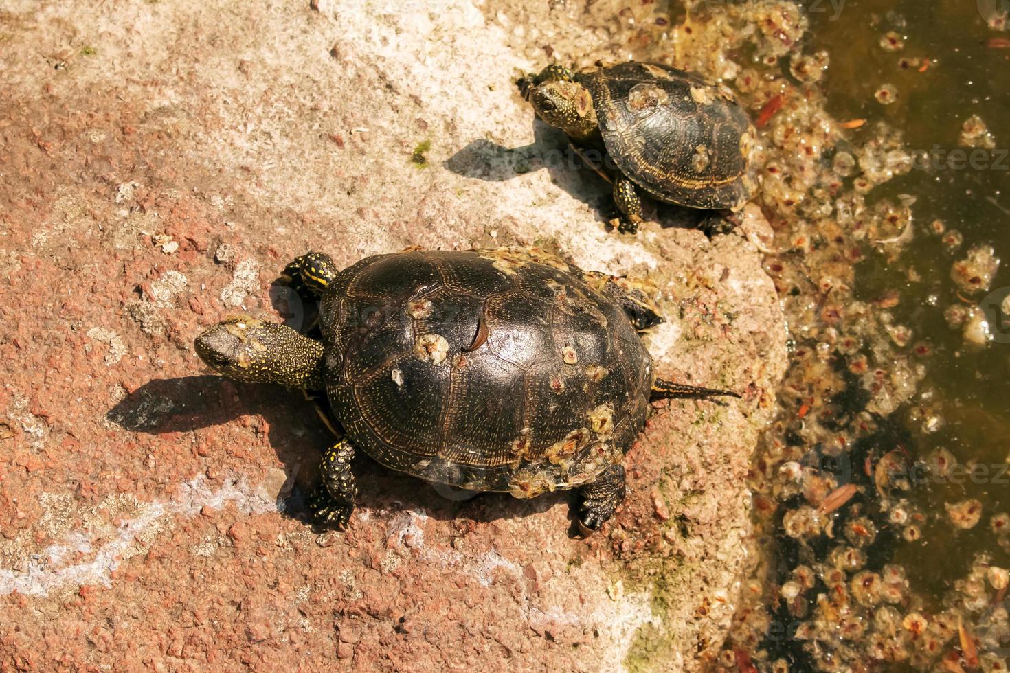 tortuga de río en el hábitat. tortuga en el agua y tomando el sol en las rocas. foto