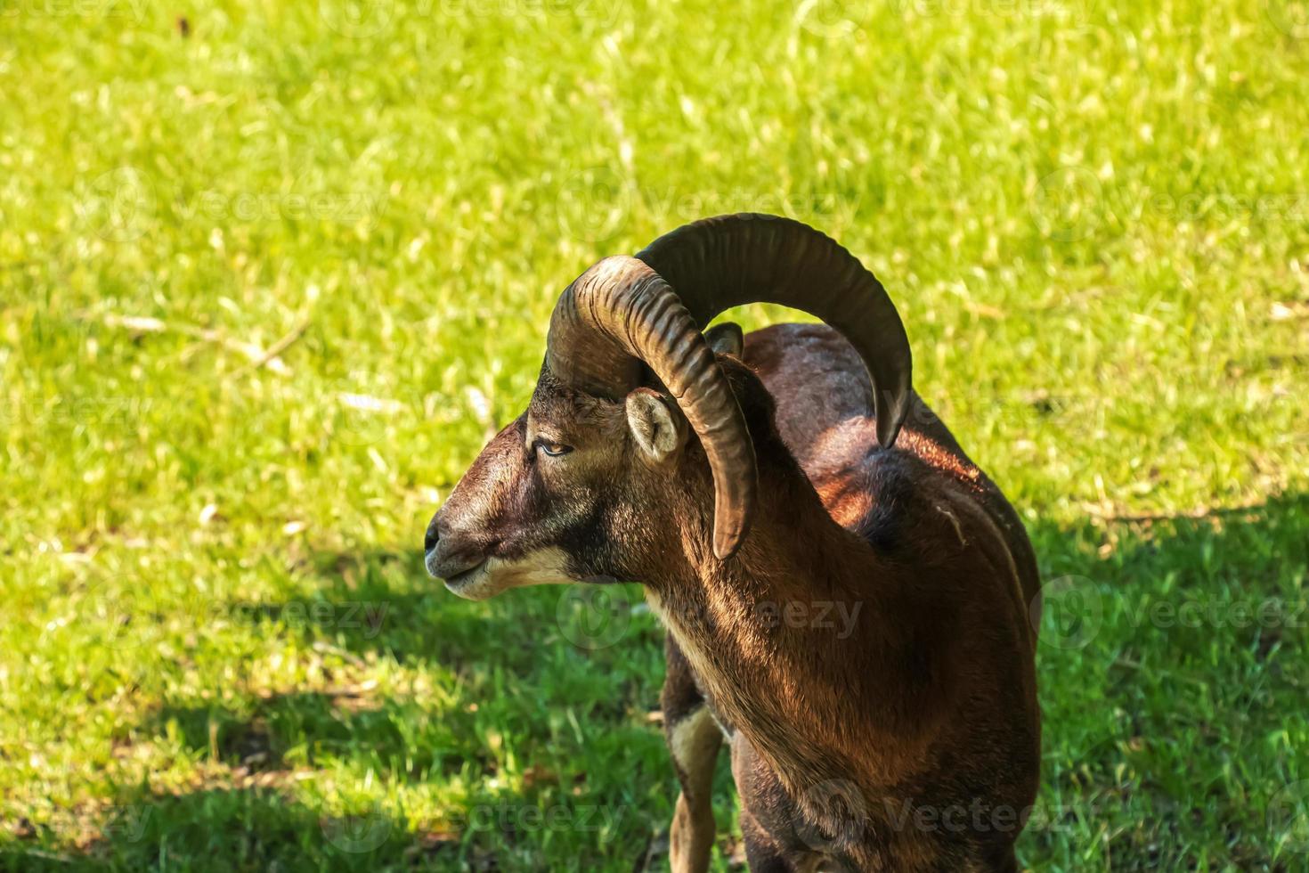 A cute  lamb on a background of green grass in a zoo in the city of Nitra in Slovakia. photo