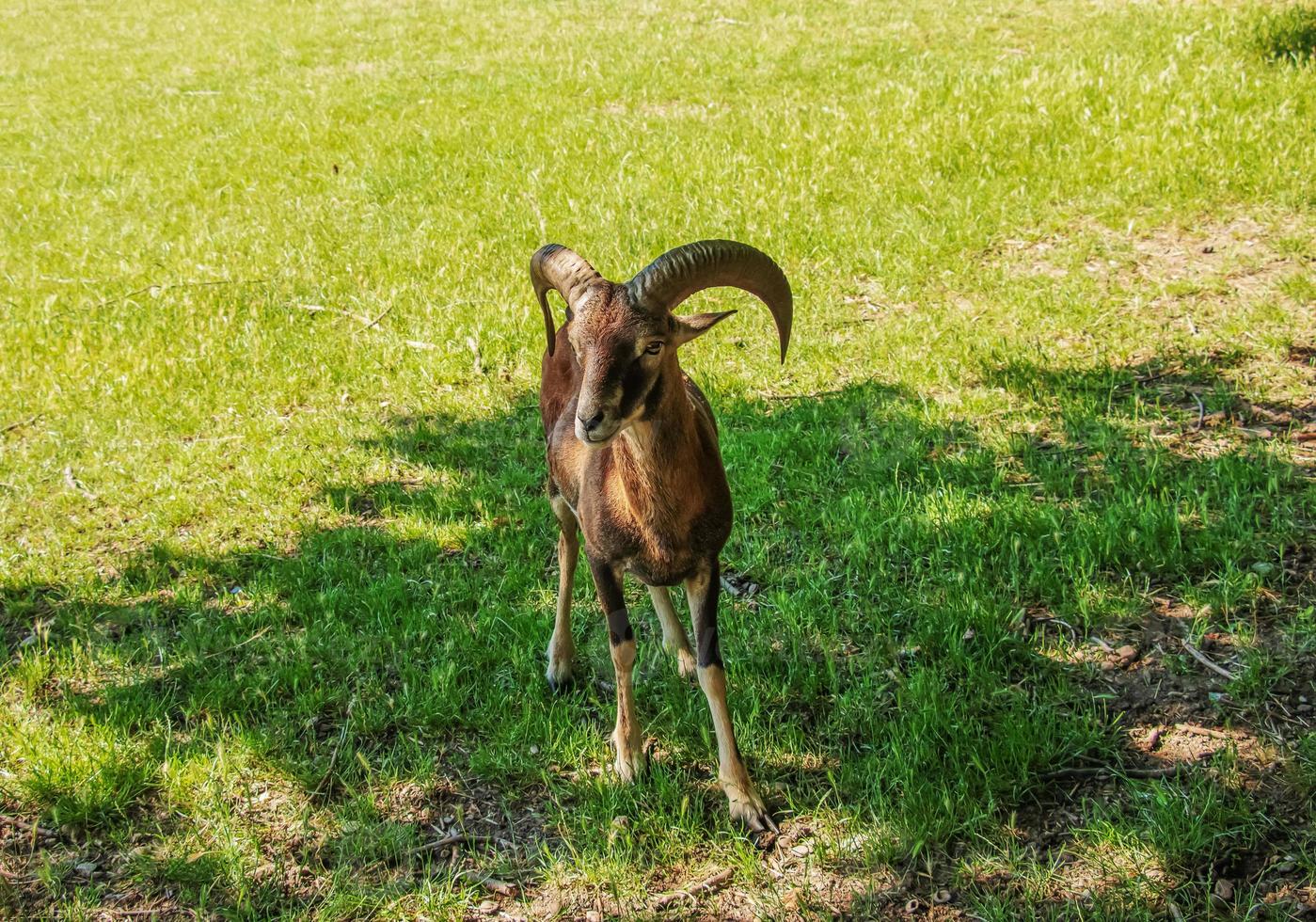 A cute  lamb on a background of green grass in a zoo in the city of Nitra in Slovakia. photo