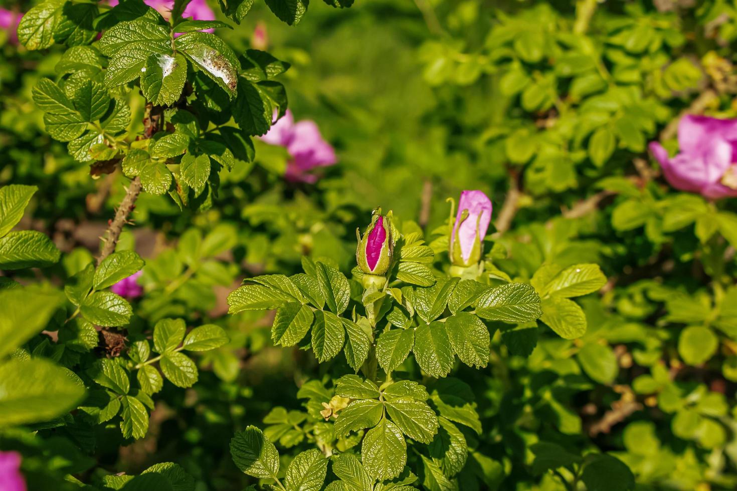 Large bright flowers and buds of the May wild rose on a bush photo