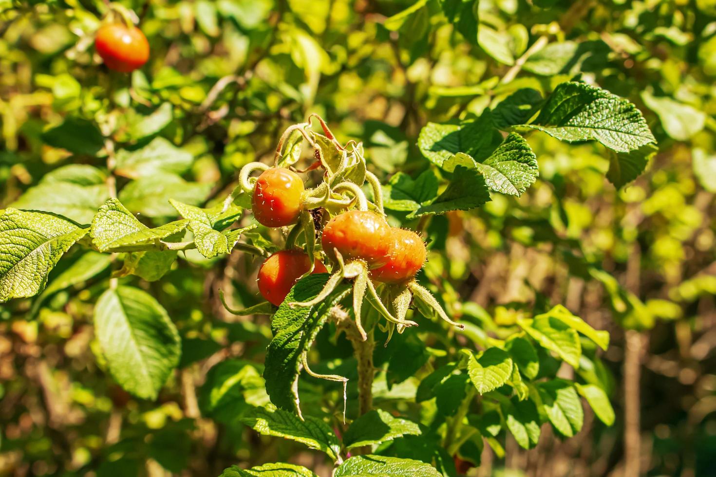 Close-up of May rosehip berries growing on the branches of a bush. photo