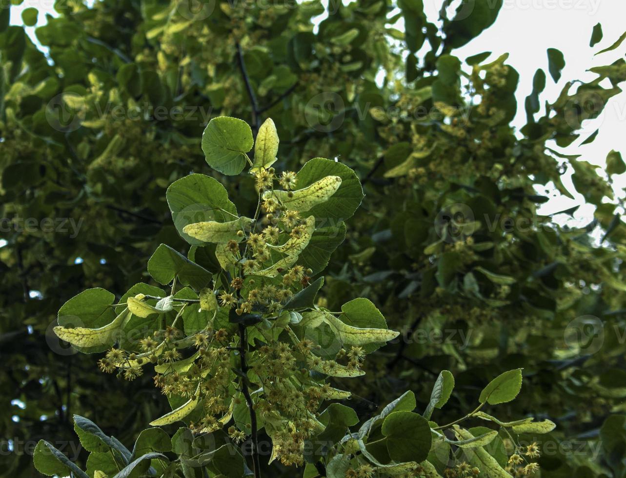 Linden tree flowers clusters tilia cordata, europea, small-leaved lime, littleleaf linden bloom. photo