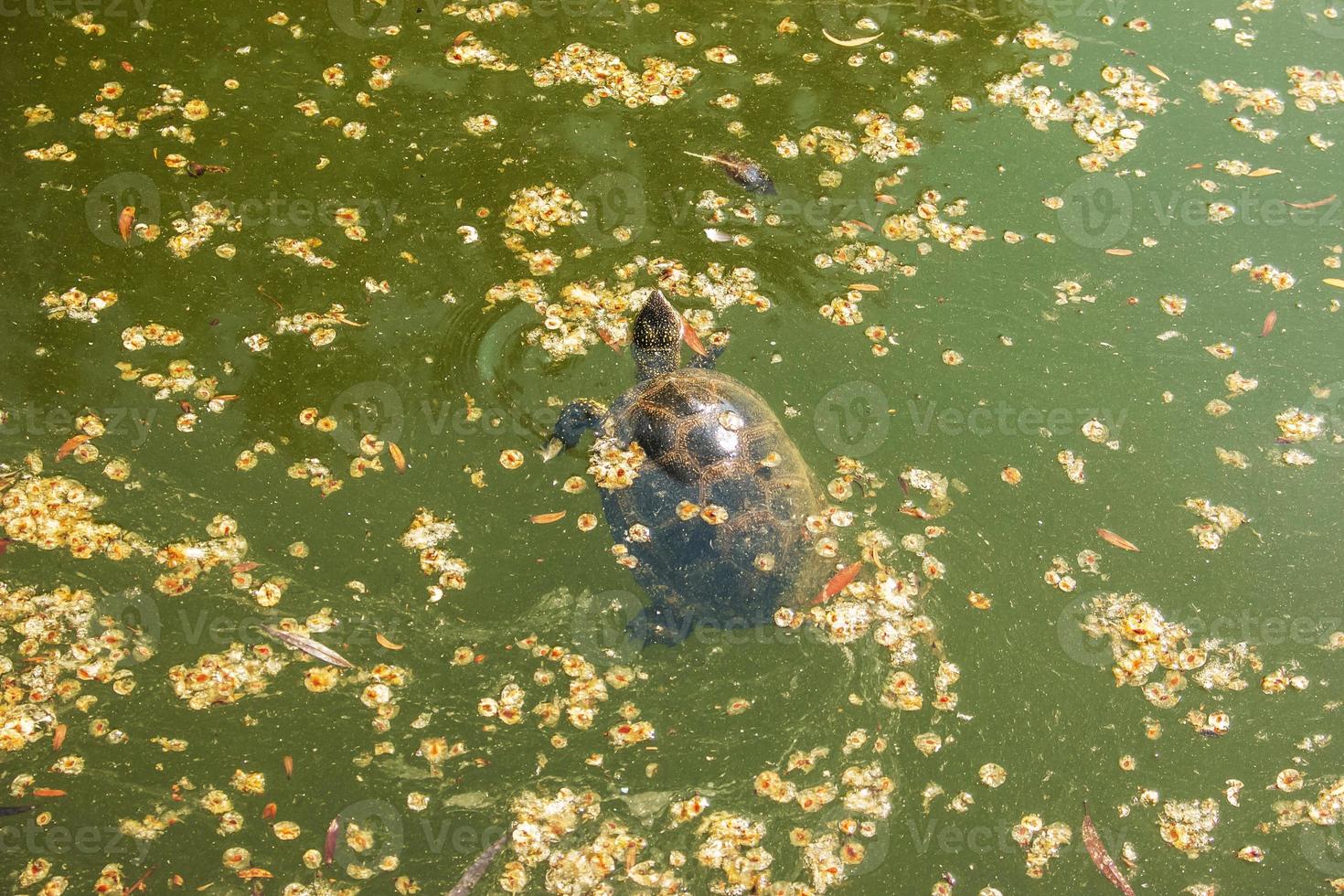 tortuga de río en el hábitat. tortuga en el agua y tomando el sol en las rocas. foto