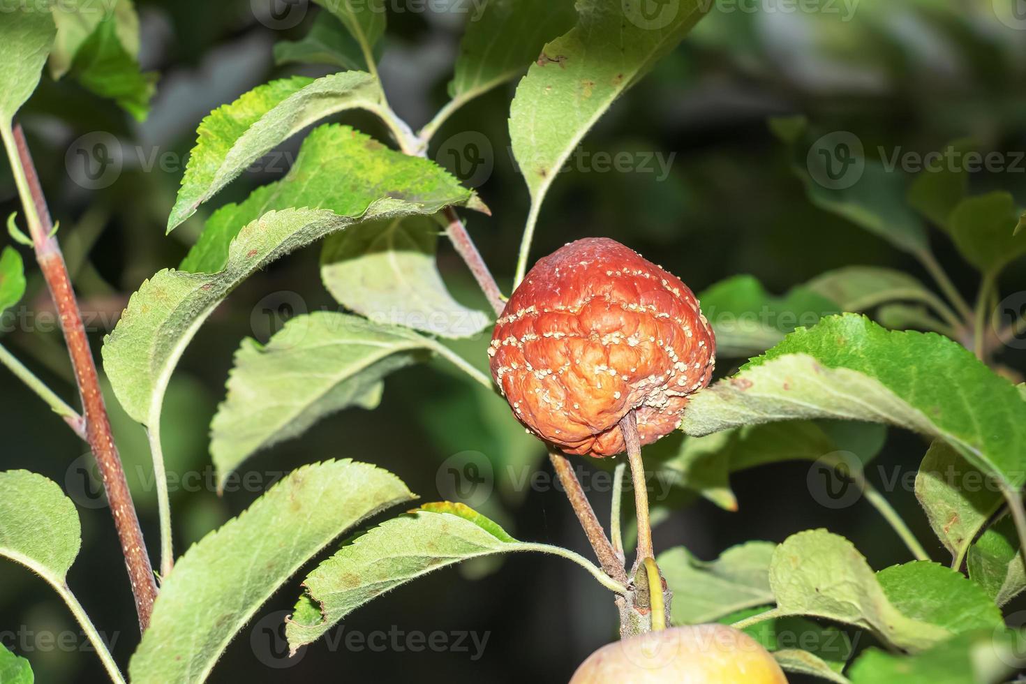 Branch of an apple tree with rotten apples. Problem with diseases and pests. Organic gardening and agriculture photo