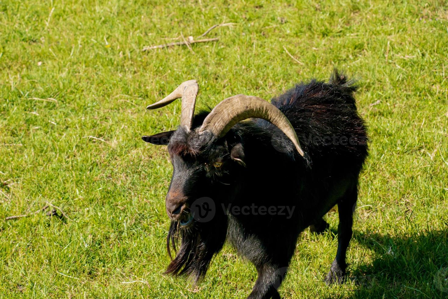 A cute  lamb on a background of green grass in a zoo in the city of Nitra in Slovakia. photo