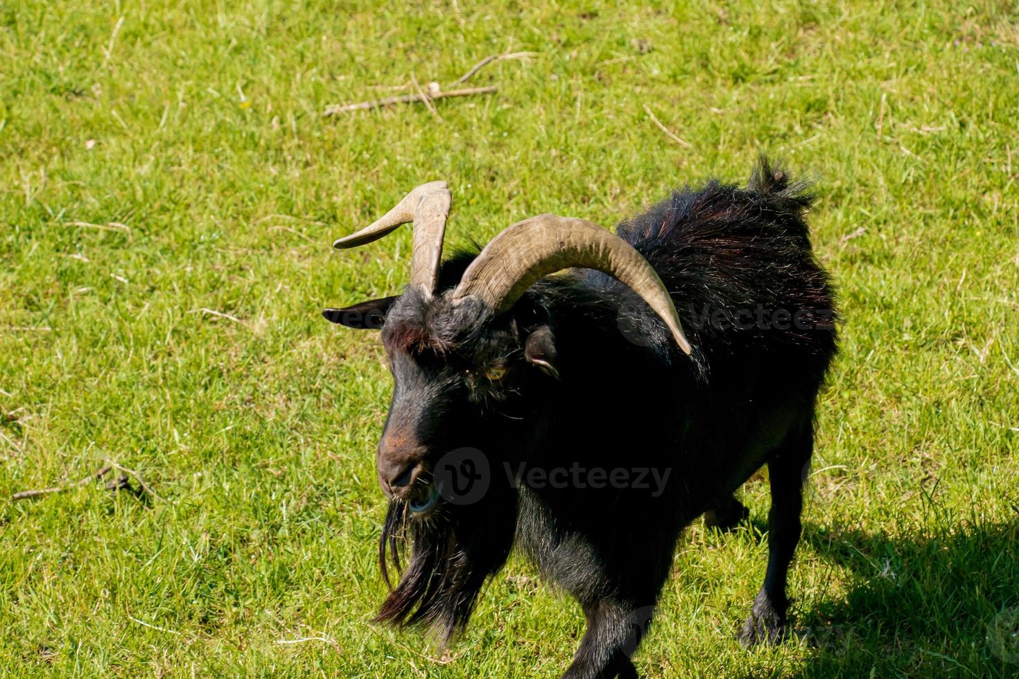 un lindo cordero sobre un fondo de hierba verde en un zoológico en la ciudad de nitra en eslovaquia. foto