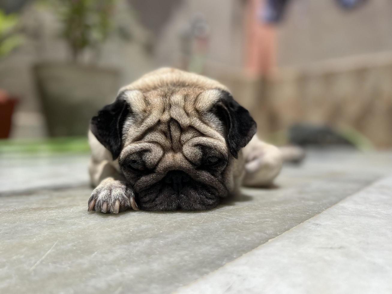 pug tirado afuera a la luz del sol foto