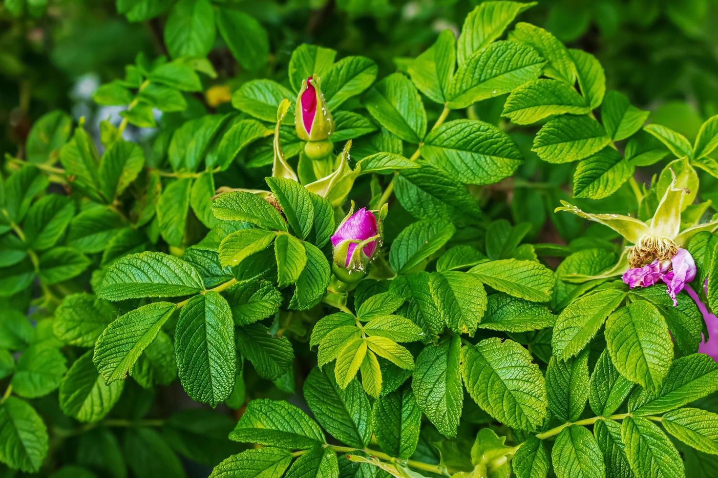 grandes flores brillantes y capullos de la rosa silvestre de mayo en un arbusto foto