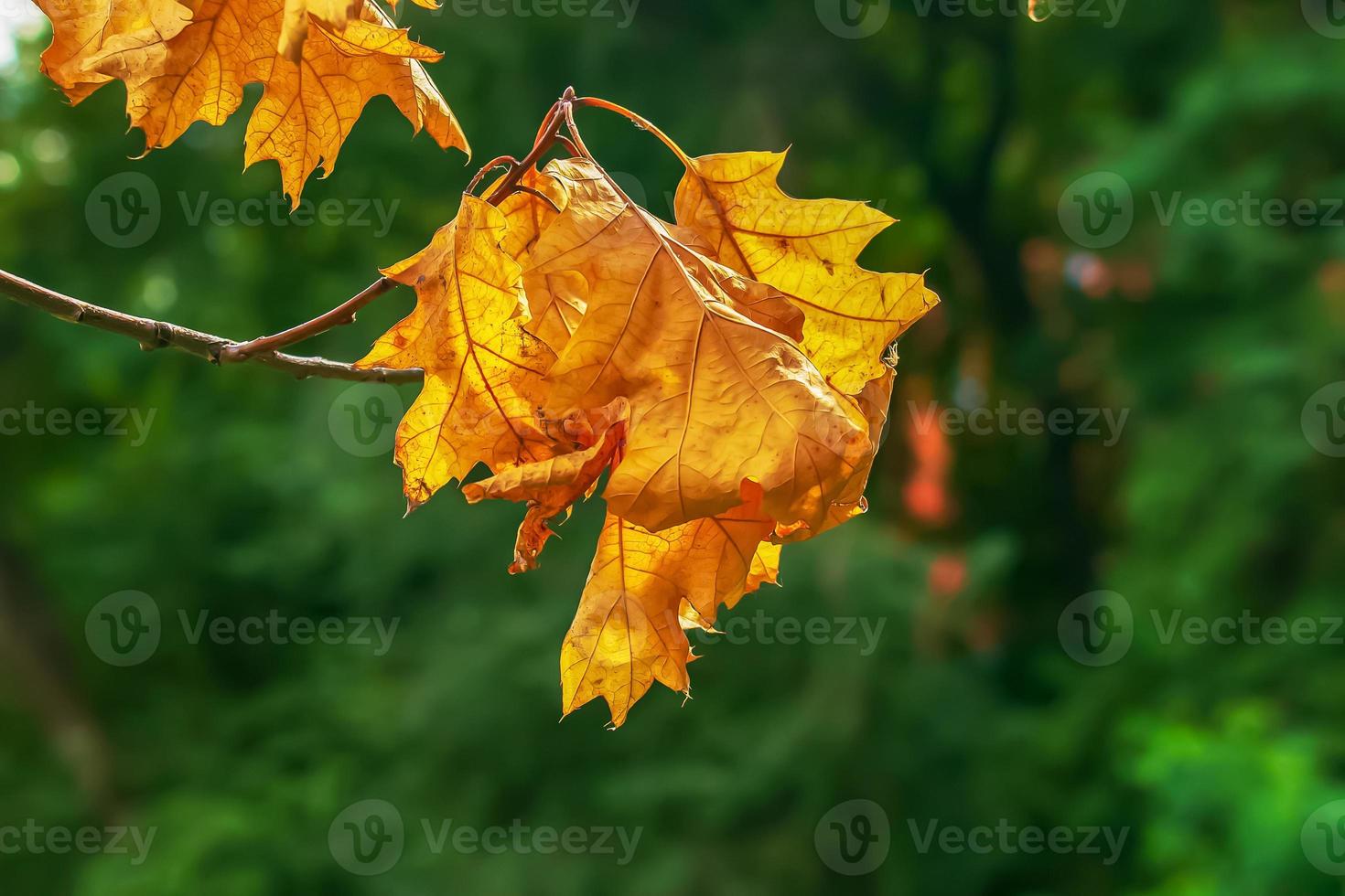 Bright colorful yellow leaves in autumn colors in sunlight on a dark green background. Blurred background, selective focus. photo