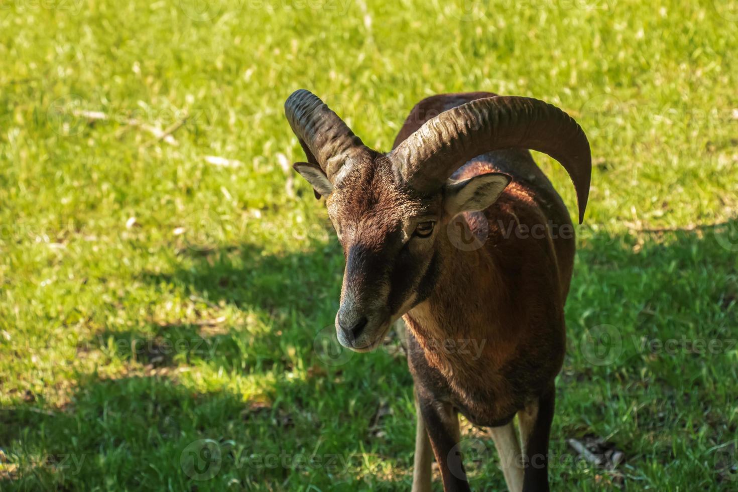 A cute  lamb on a background of green grass in a zoo in the city of Nitra in Slovakia. photo