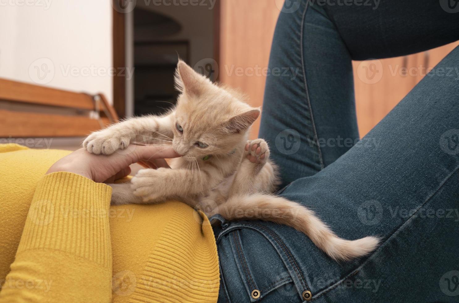 Small light brown kitten playing on the body of her owner dressed in a yellow jacket biting her hand photo