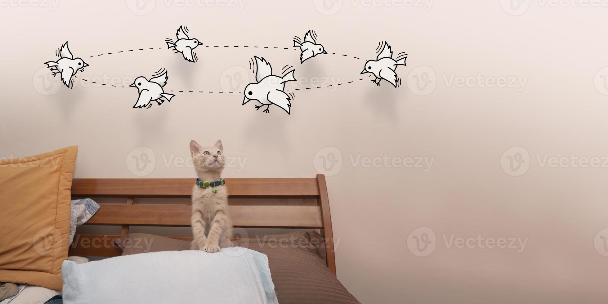 Little baby kitten standing on the bed pillow looking up looking at little birds drawn in black line photo