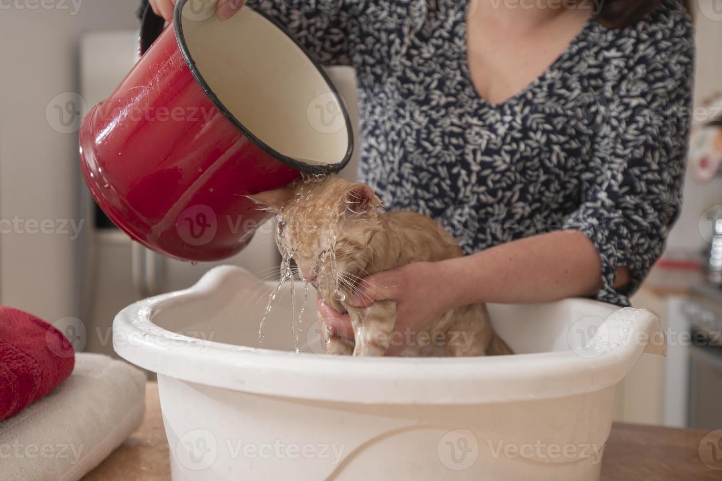Young woman bathing her little light brown baby kitten inside a white plastic face washer, her owner wets her with a red pot full of water in the kitchen of her home photo