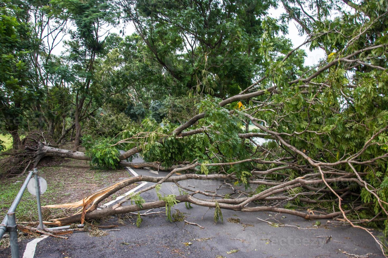 The tree was destroyed by the storm's intensity photo