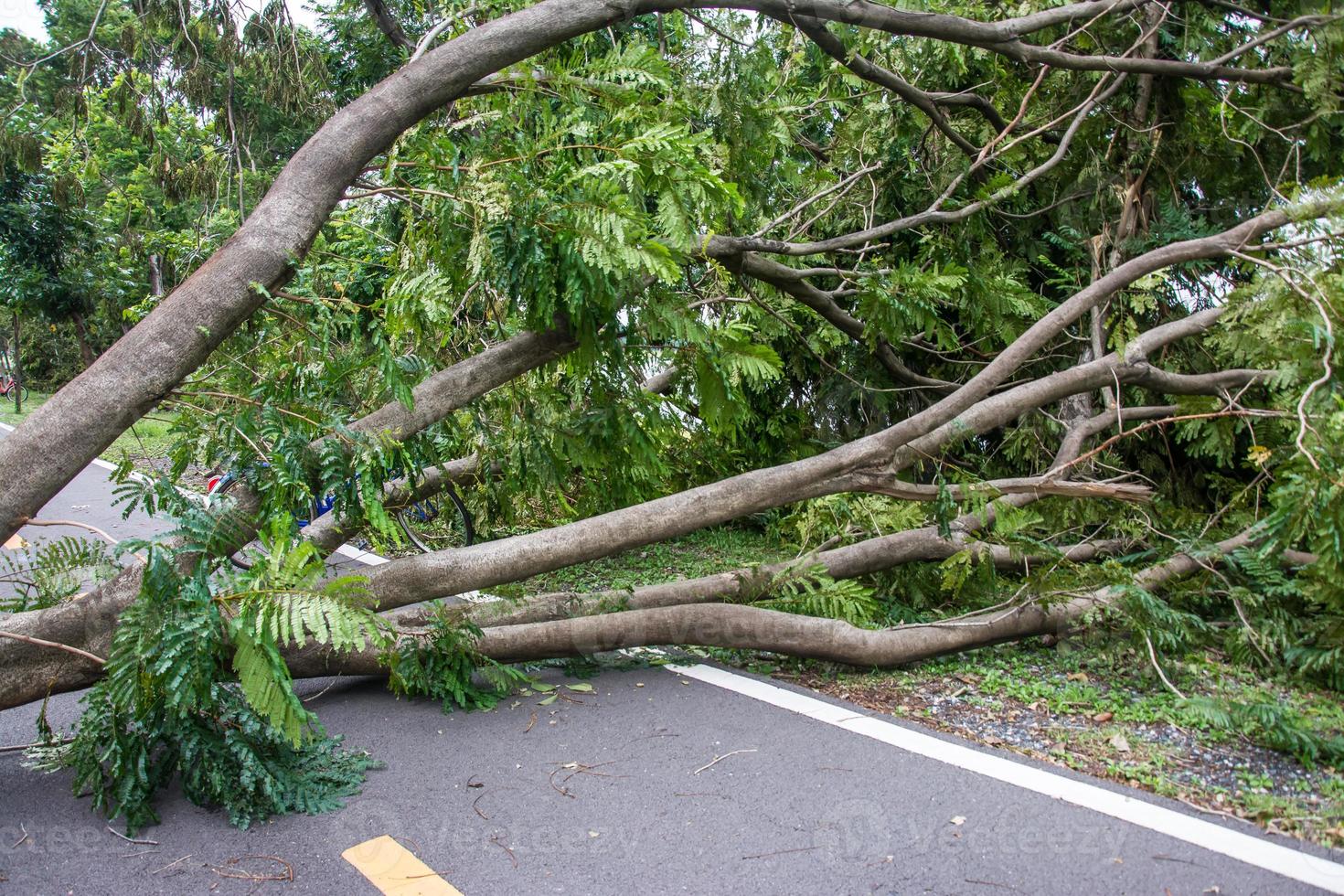 The tree was destroyed by the storm's intensity photo