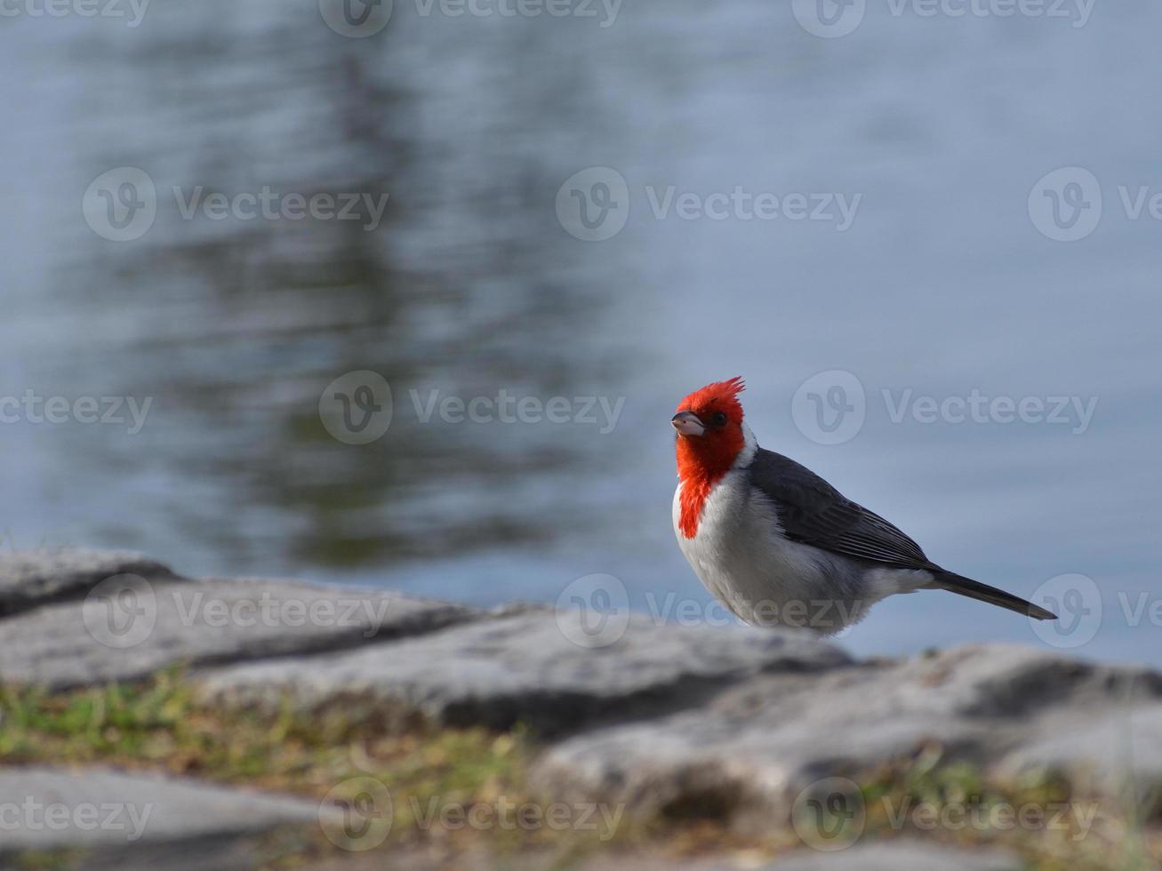 red-crested cardinal Paroaria coronata photo