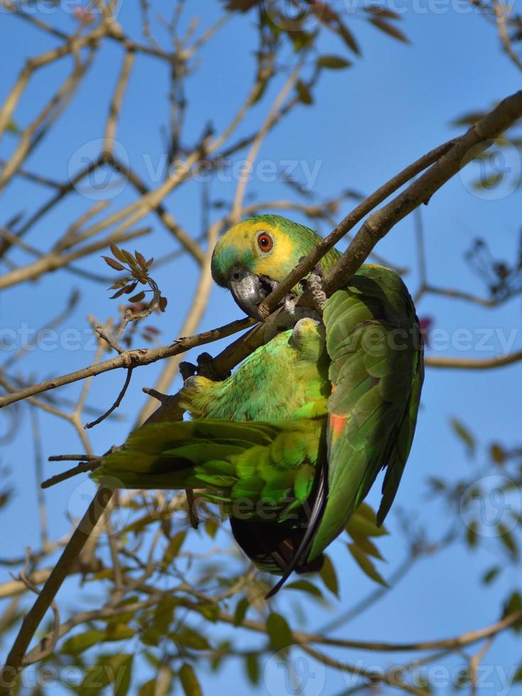 turquoise-fronted amazon Amazona aestiva in the wild photo