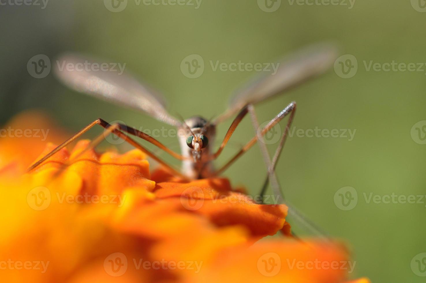 crane fly tipulidae sitting on orange colored garden flower ready to take off photo