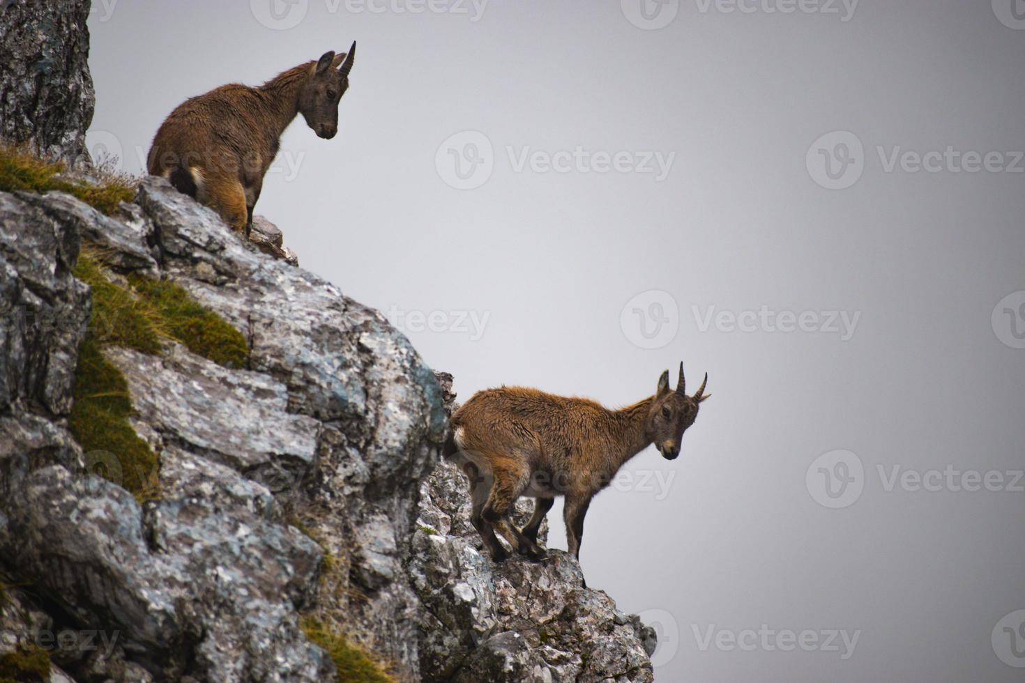 two young alpine ibex Capra ibex, also known as the steinbock or bouquetin, at Hagengebirge, Berchtesgaden national park, Germany photo