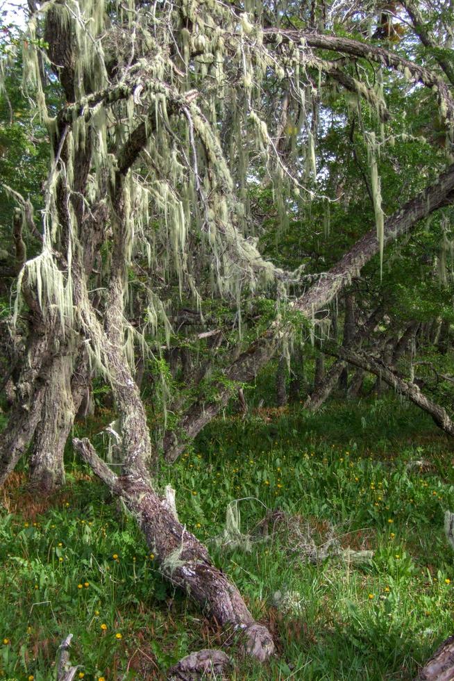 patagonian beech forest in springtime photo