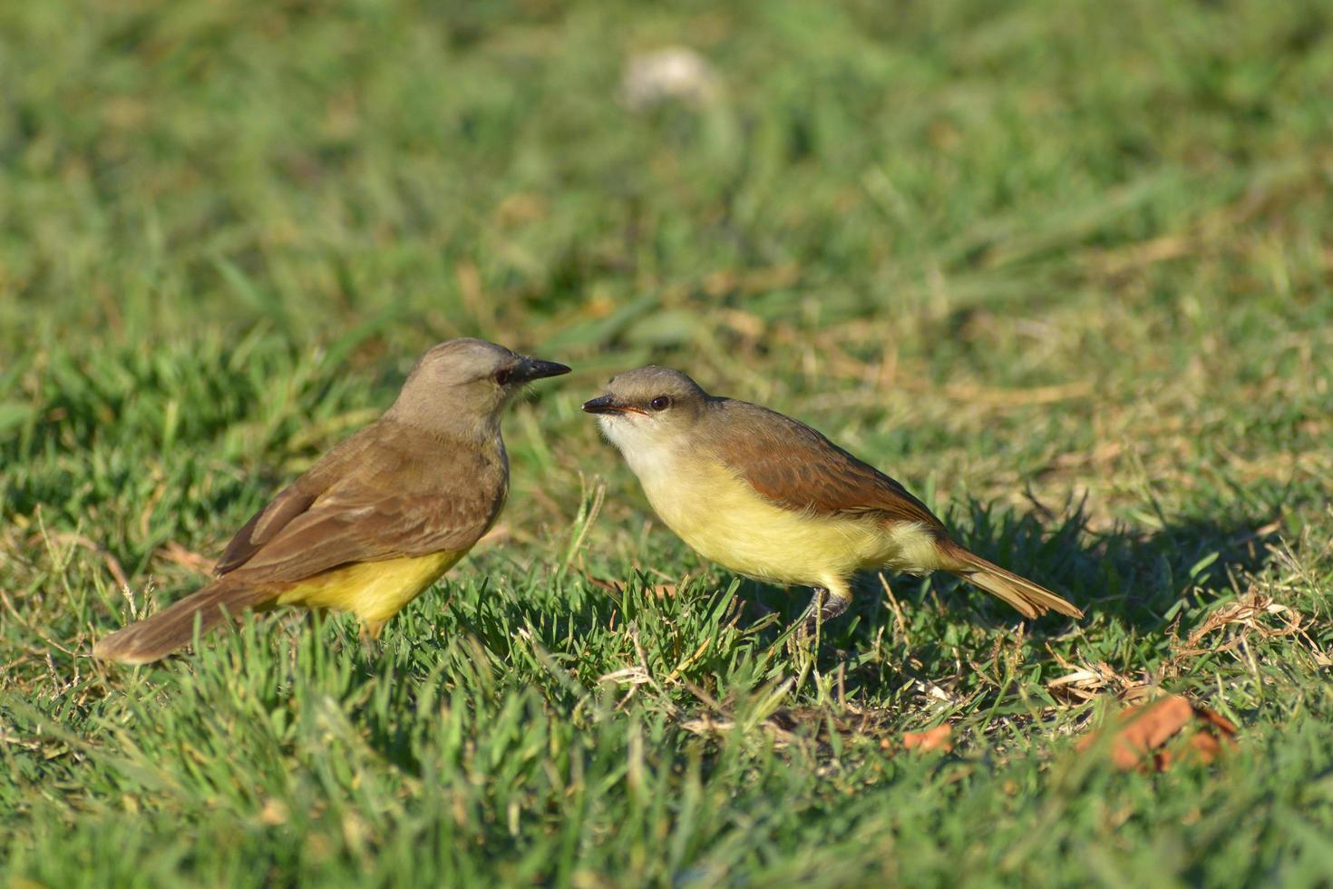 cattle tyrant Machetornis rixosa on the ground photo