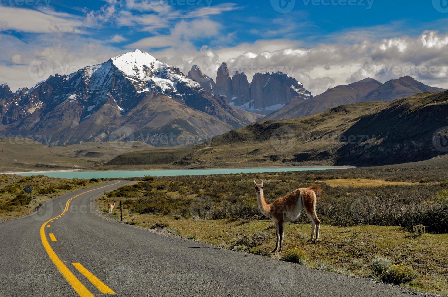 Guanaco Lama guanicoe at Torres del Paine national park photo