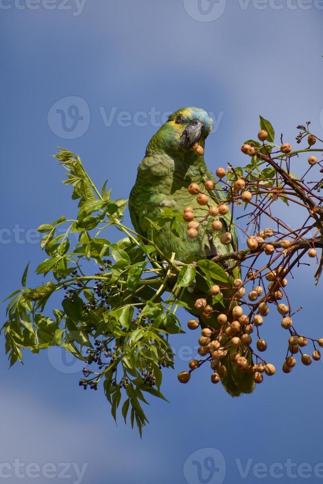 turquoise-fronted amazon Amazona aestiva feeding in the wild photo