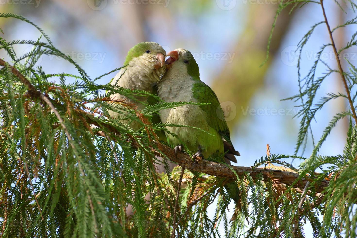 A pair of monk parakeet myiopsitta monachus, or quaker parrot, cuddling photo