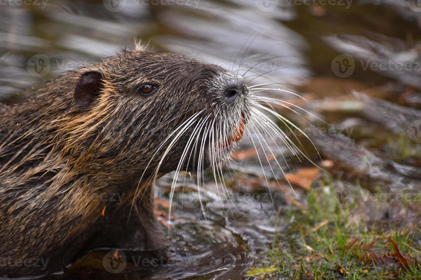 portrait of a coypu Myocastor coypus at a lake in Buenos Aires photo