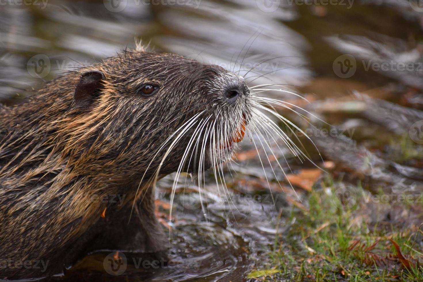 retrato de un coipo myocastor coypus en un lago en buenos aires foto