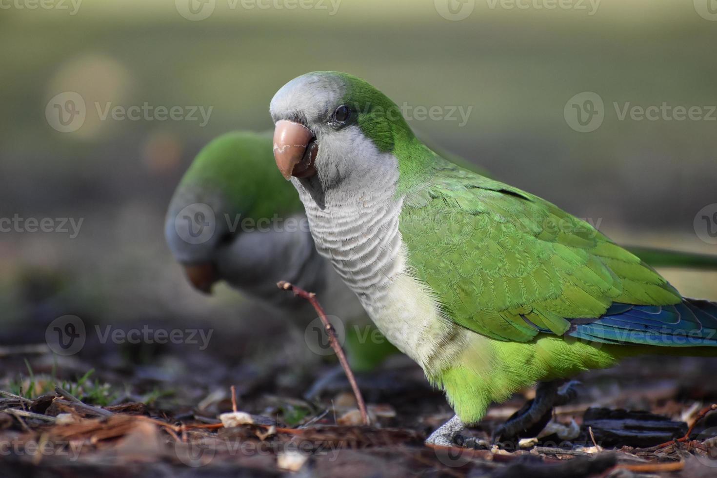 monk parakeet myiopsitta monachus, or quaker parrot, on the ground photo