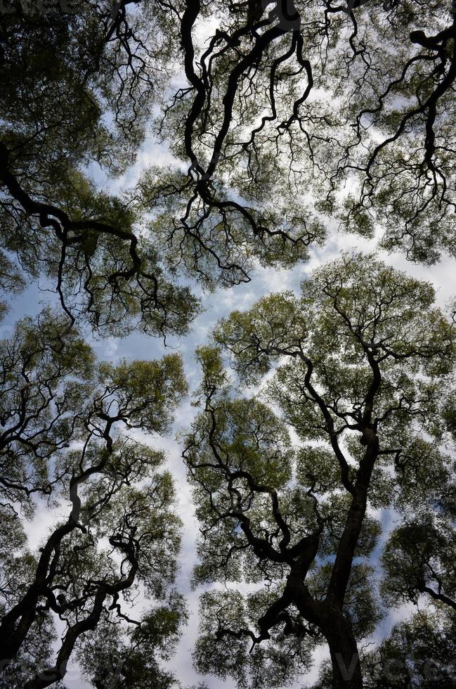 wide angle abstract shot of Tipuana tipu trees against the sky photo