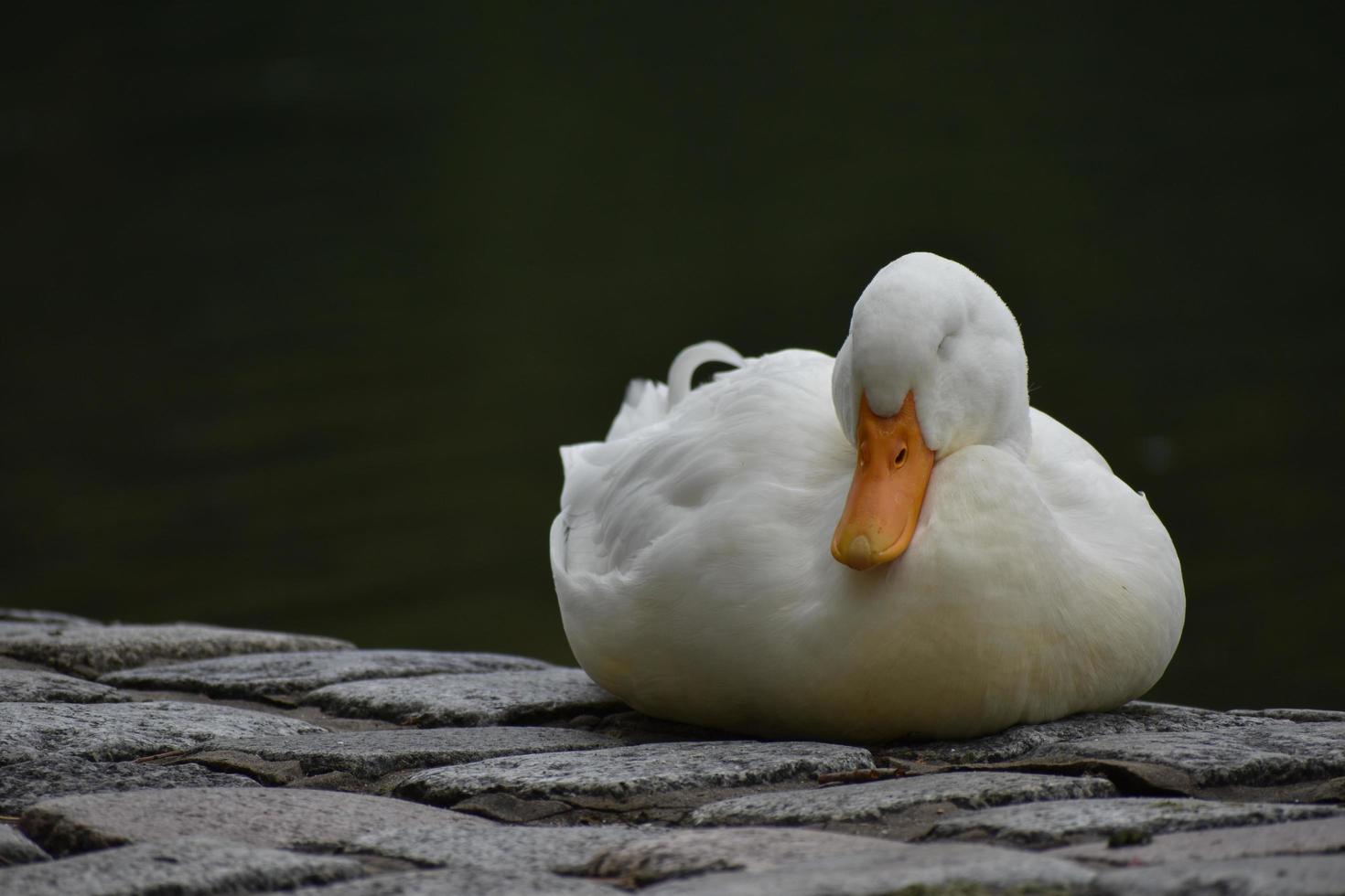 Sleeping domestic duck, or white pekin, near a lake photo