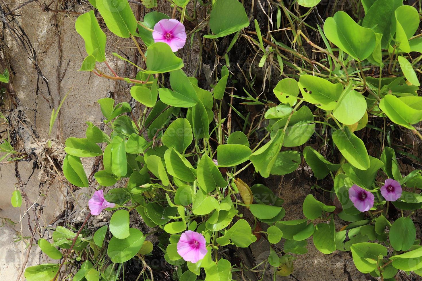 coloridas tomas macro de flores en la isla de seychelles. foto