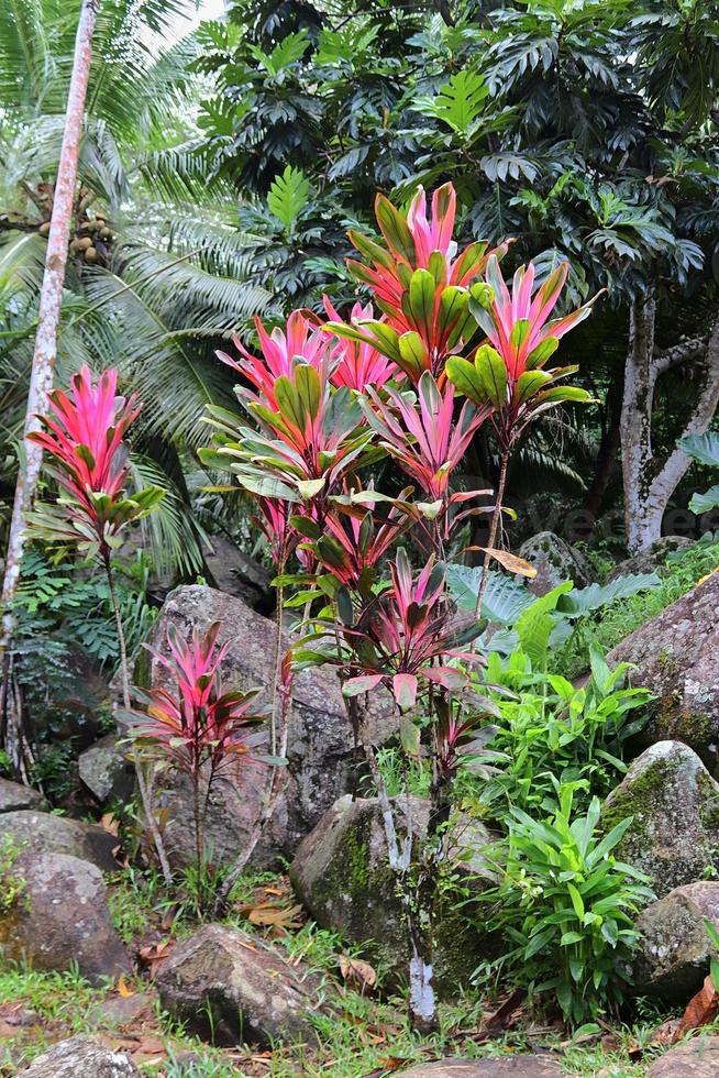 Colorful macro shots of flowers on the Seychelles island. photo