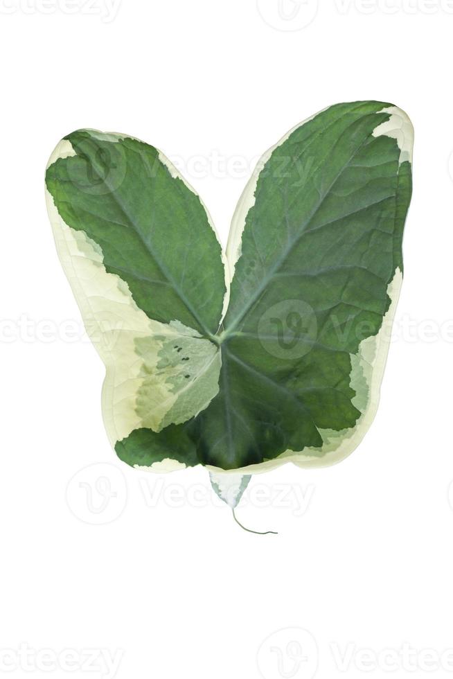 Green and white leaves of Xanthosoma sagittifolium Schott or Alocasia Mickey Mouse isolated on white background included clipping path. photo