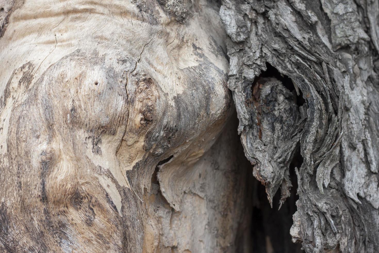 cierre la corteza que se separa del tronco debido al árbol seco. foto