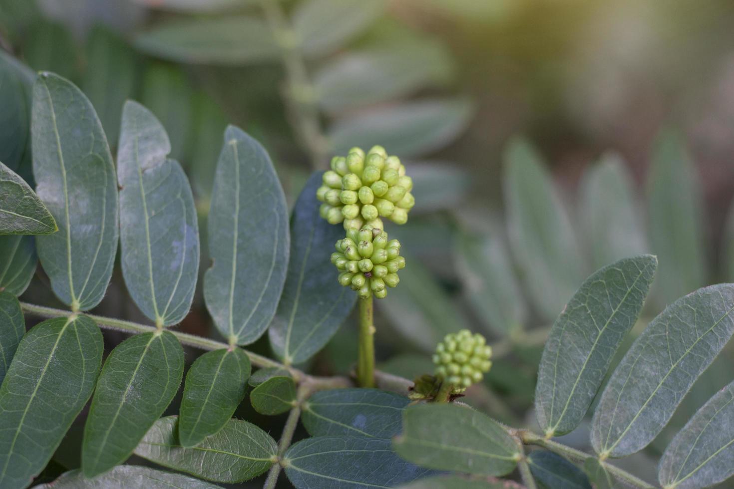 capullo de flor de brezo sensible, brezo sensible o llamada tailandesa cha em thai es una hierba tailandesa. Las propiedades de la raíz son resolver el estreñimiento y aliviar la sed, la fruta es aliviar la tos y el dolor de garganta. foto