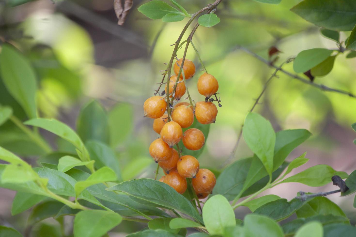 fruto naranja venenoso de la flor del cielo, gota de rocío dorado, baya de paloma o duranta con luz solar en el jardín sobre el fondo de la naturaleza. foto