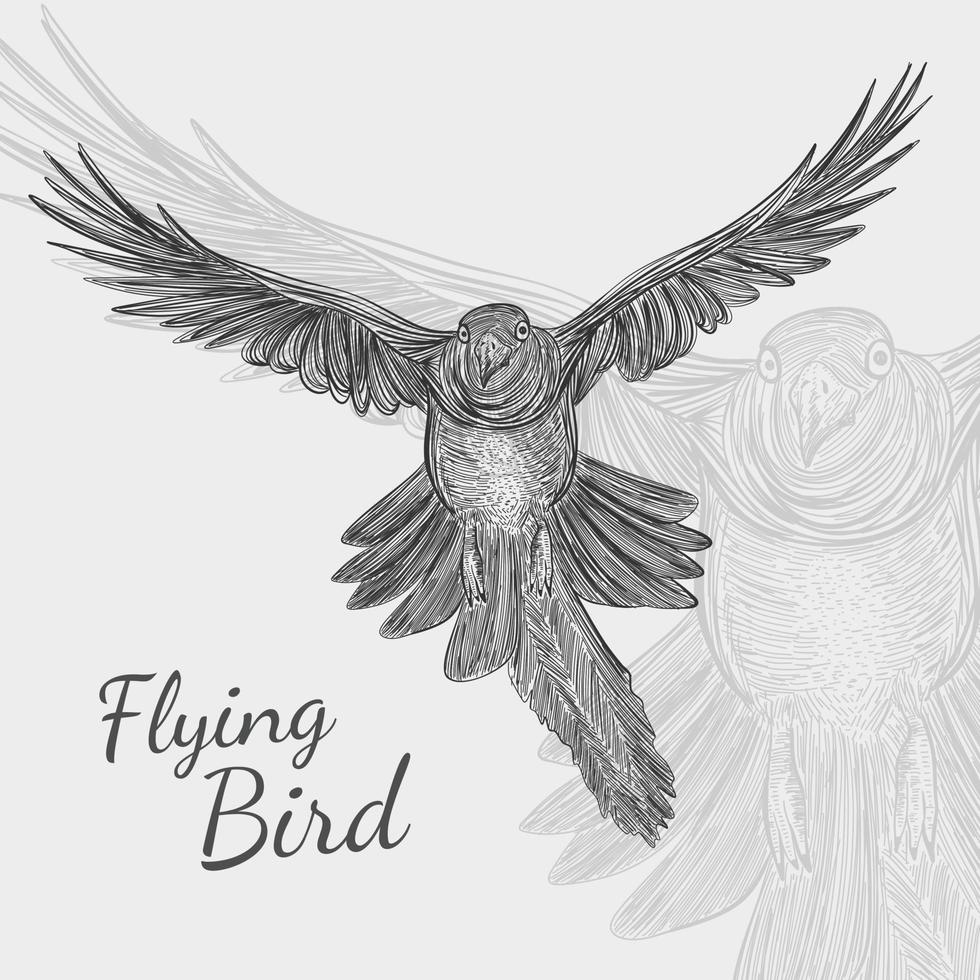 diseño de línea abstracta de vector de forma de pájaro volador