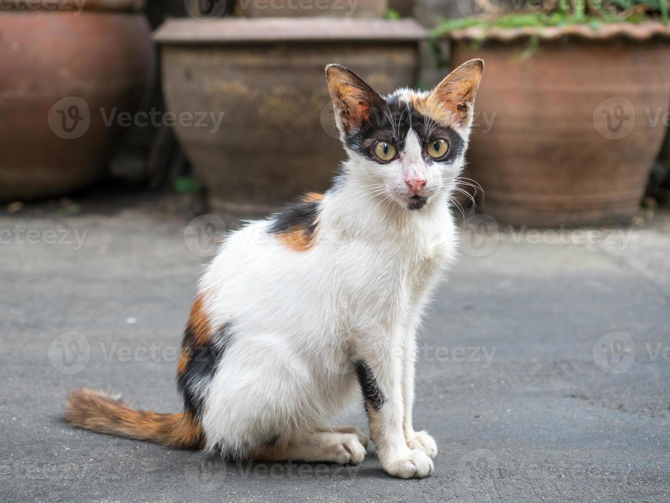 Calico cat sit on floor photo