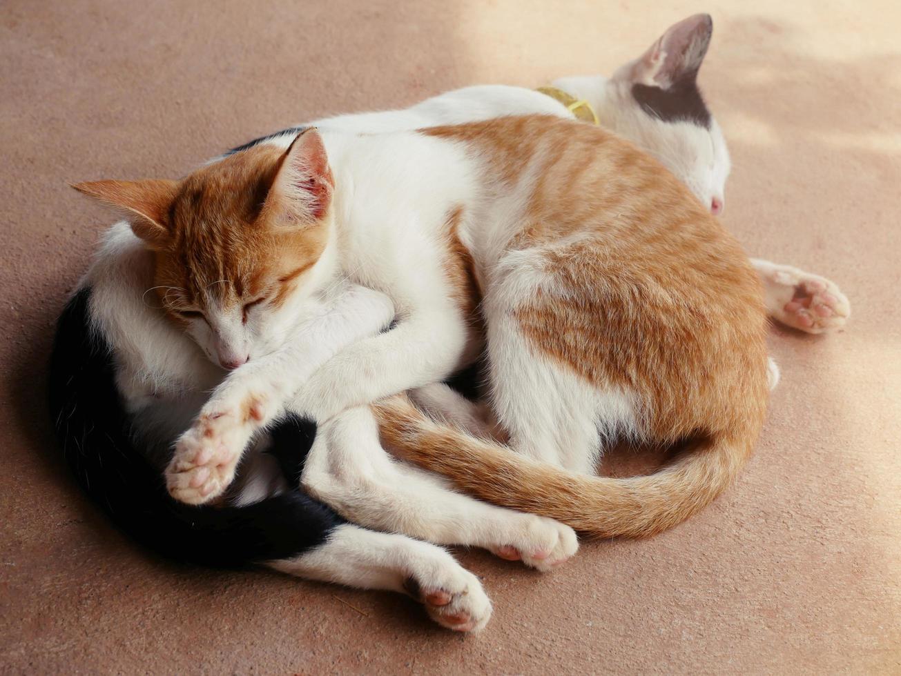 cute cats hug Shows warmth, intimacy, trust, cheerfulness. photo