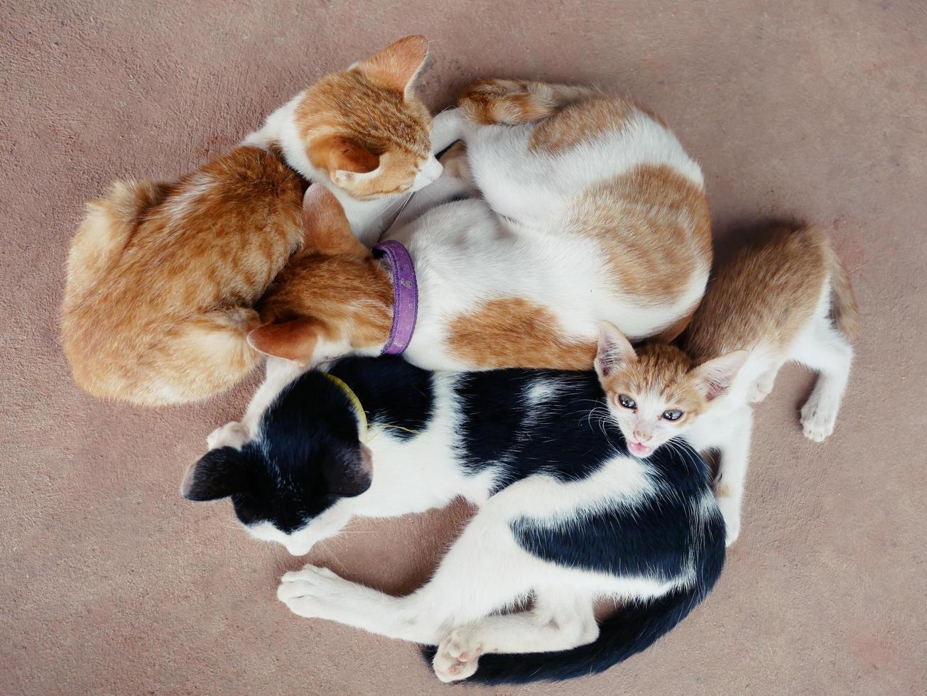 cute cats hug Shows warmth, intimacy, trust, cheerfulness. photo