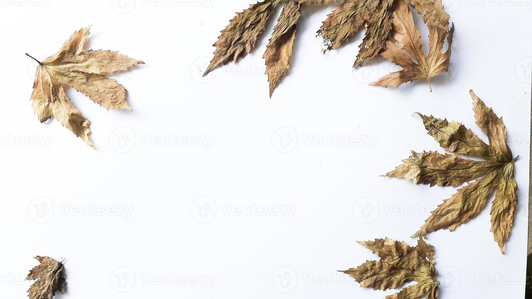 Autumn composition. Fallen yellow and brown leaves. Top view. Minimal concept. Copy space. photo