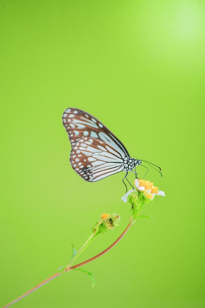 hermosas mariposas en la naturaleza están buscando néctar de flores en la región tailandesa de tailandia. foto