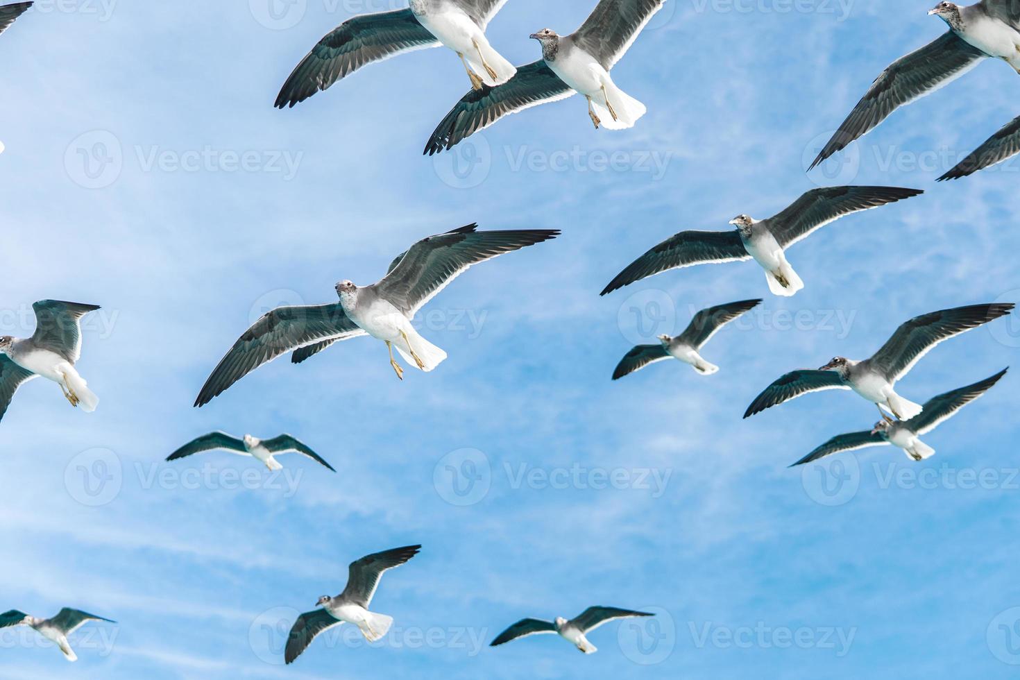 sea gulls in bluu sky photo