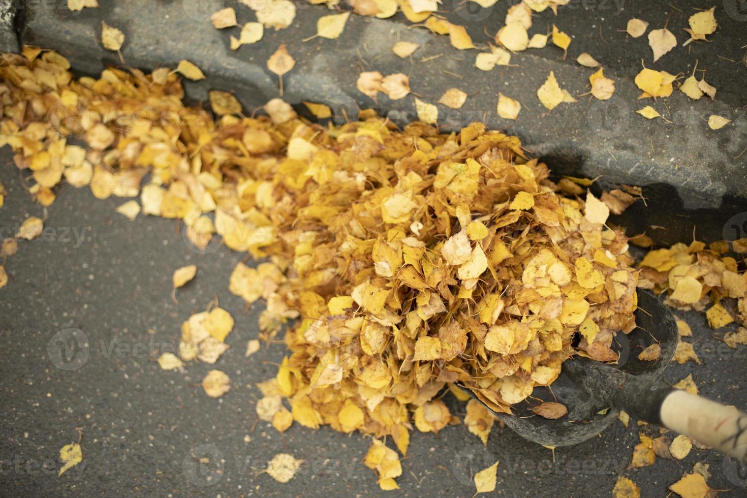 Dry leaves on the road. A bunch of yellow leaves. Cleaning of fallen foliage. photo